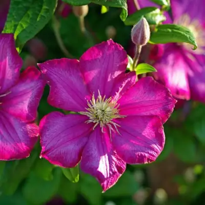 Клематис КАРМЕНСИТА в Бресте