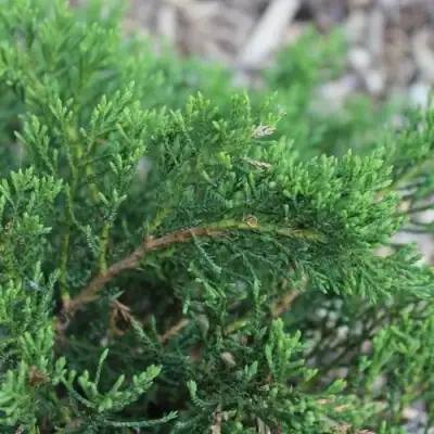 Можжевельник РОКЕРИ ДЖЕМ казацкий  в Бресте