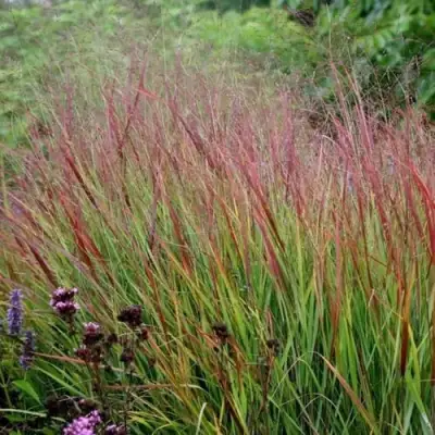 Просо РЕБРАУН прутьевидное в Бресте