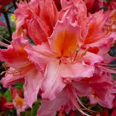 Азалия ПИНК ДЕЛАЙТ листопадная	 в Бресте