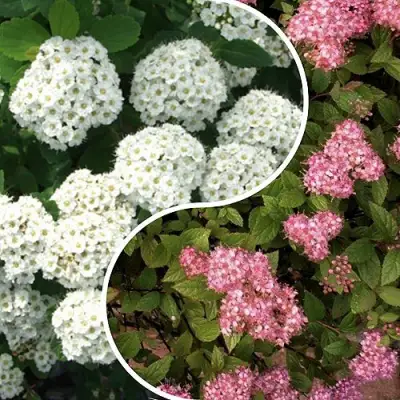 Комплект ТАЛАНТЛИВЫЙ САДОВОД в Бресте