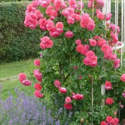 Роза РОЗАРИУМ ЮТЕРСОН плетистая в Бресте