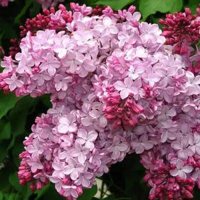 Сирень ЭСТЕР СТЕЙЛИ в Бресте