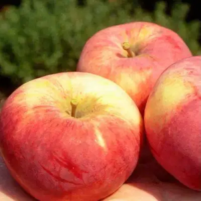 Яблоня ОРЛОВИМ в Бресте