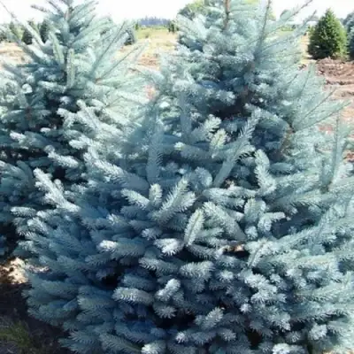 Ель ГЛАУКА колючая в Бресте