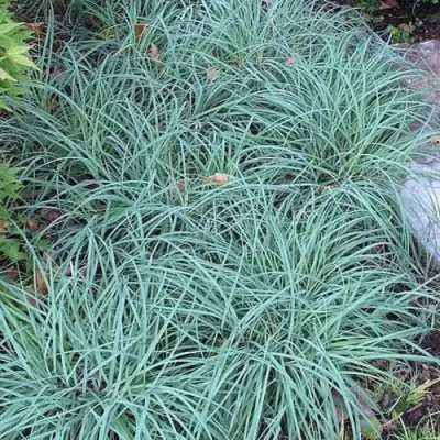 Осока БЛЮ ЗИНГЕР в Бресте