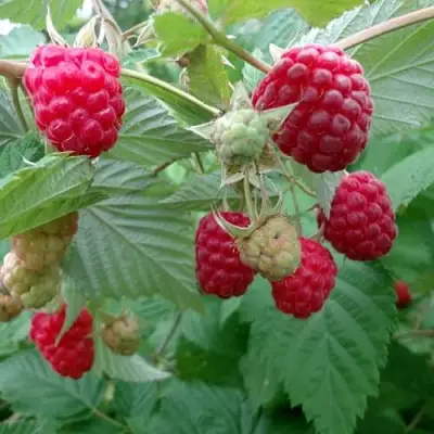 Малина ПРОСТО ПРЕЛЕСТЬ (СТОЛЕШНИК) в Бресте