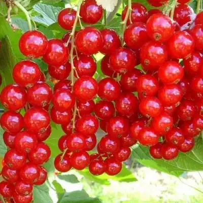 Смородина красная ФЕРТОДИ в Бресте