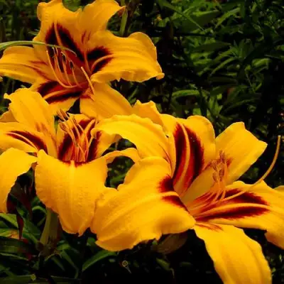 Лилейник БОНАНЗА гибридный в Бресте