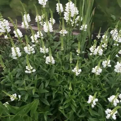 Физостегия АЛЬБА виргинская в Бресте