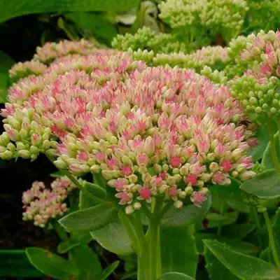 Очиток (седум) БРИЛЛИАНТ в Бресте