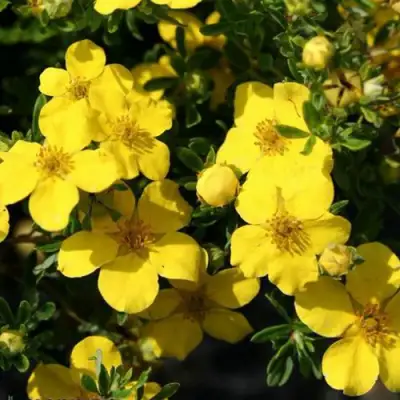 Лапчатка ХАКМАНС ГИГАНТ кустарниковая в Бресте