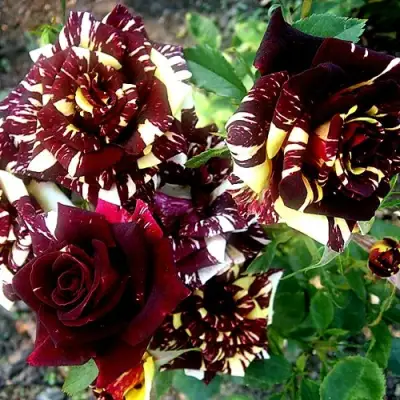 Роза ФОКУС ПОКУС флорибунда в Бресте