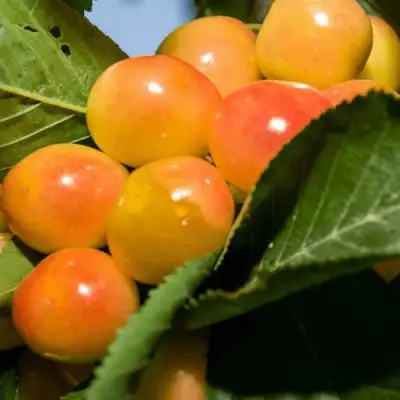 Дюк (черевишня) БЕЛОЧКА в Бресте