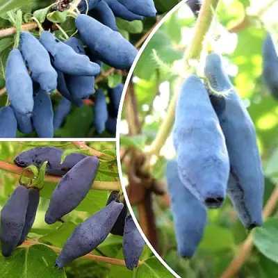 Комплект СЛАДКИЕ ХИТЫ в Бресте