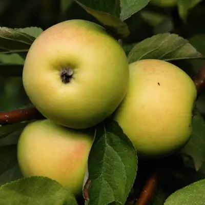 Яблоня ДАНИЛА в Бресте