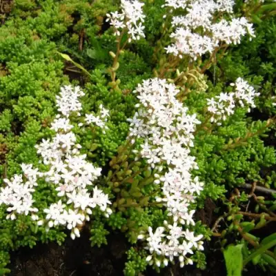 Очиток (седум) ХЛОРОТИКУМ белый в Бресте