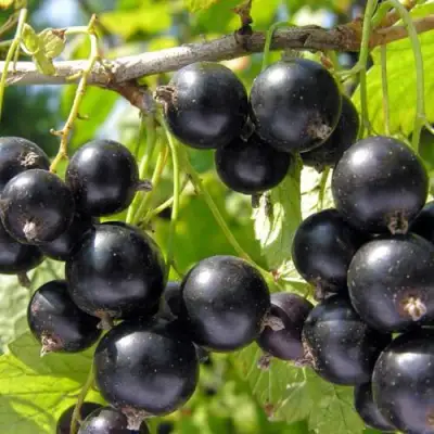 Смородина чёрная НЕСТЕР КОЗИН в Бресте