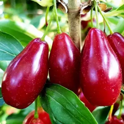 Кизил ВЛАДИМИРСКИЙ в Бресте