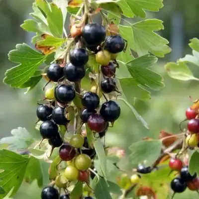 Смородина золотистая ПЛОТНОМЯСАЯ в Бресте