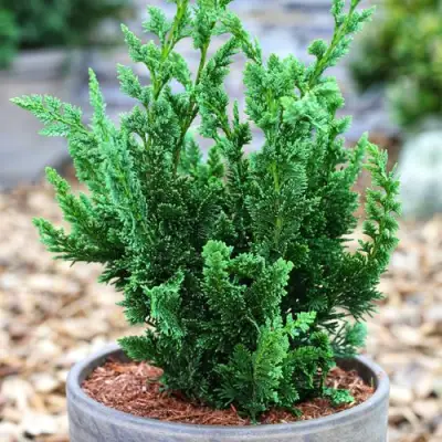 Кипарисовик ВИСЕЛЛИ лавсона в Бресте