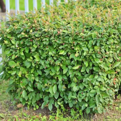 Кизильник блестящий в Бресте