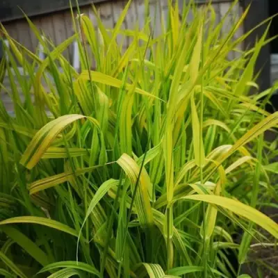 Фалярис АРКТИК САН тростниковый в Бресте