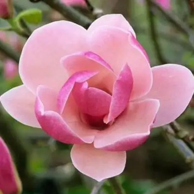 Магнолия РУСТИКА РУМБА в Бресте