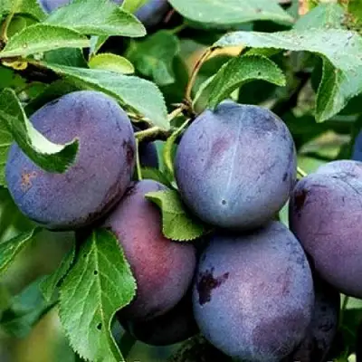 Слива ВЕНГЕРКА БЕЛОРУССКАЯ в Бресте