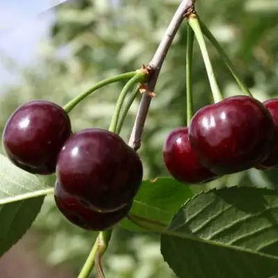 Вишня МОРОЗОВКА в Бресте