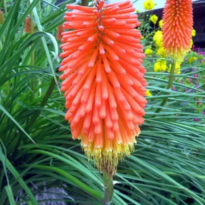 Книфофия БЕНГАЛ ФАЕР гибридная в Бресте