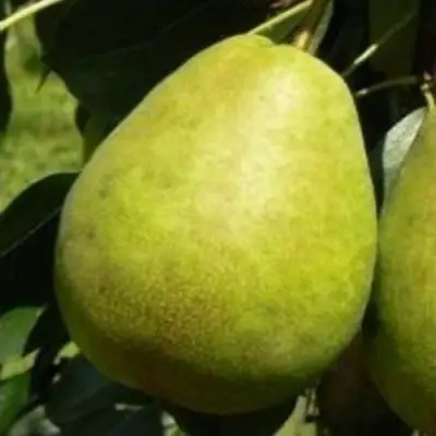 Груша ЛАГОДНАЯ в Бресте