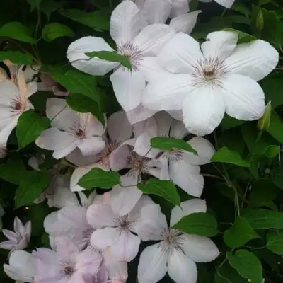 Клематис ИОАНН ПАВЕЛ 2 в Бресте