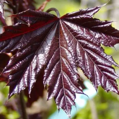 Клен КРИМСОН КИНГ остролистный в Бресте