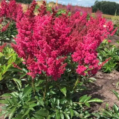 Астильба ЛАКИ ДЕЙ Арендса в Бресте