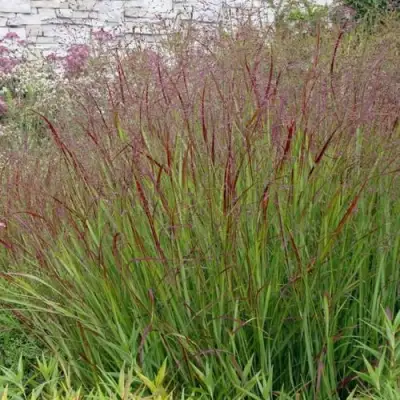 Просо ШЕНАНДО прутьевидное в Бресте