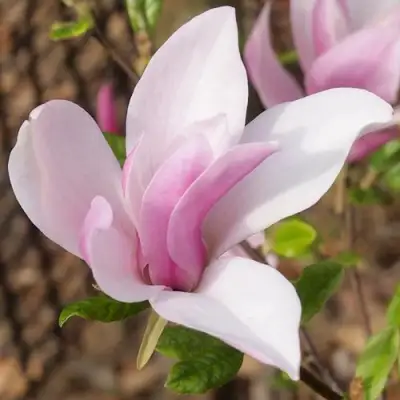 Магнолия БЕТТИ в Бресте