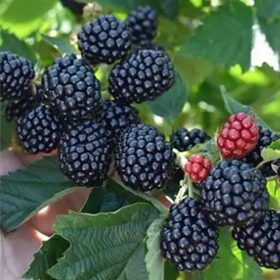 Ежевика ПОЛАР бесшипная  в Бресте