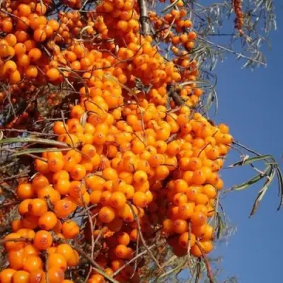 Облепиха СУДАРУШКА в Бресте