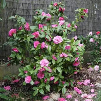 Камелия ДЕББИ в Бресте