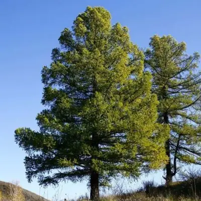 Лиственница сибирская в Бресте