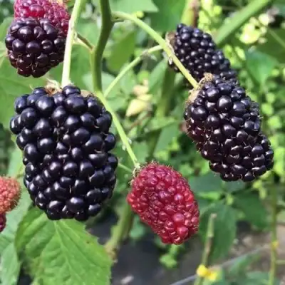 Ежевика ПРАЙМ АРК ФРИДОМ ремонтантная  в Бресте