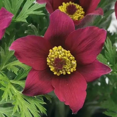 Прострел ПИНВИЛ РЕД ШЕЙДЕС в Бресте