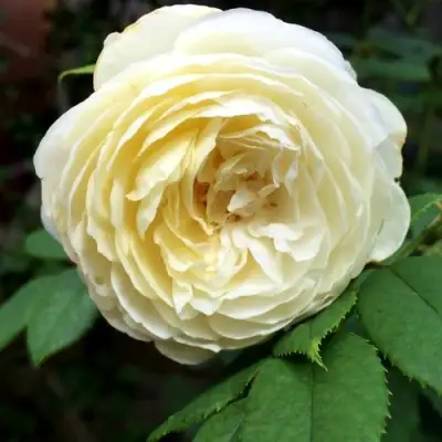 Роза КЛЭР ОСТИН английская в Бресте