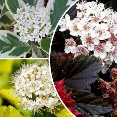 Комплект ЯРКАЯ ВСПЫШКА в Бресте