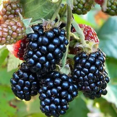 Ежевика ДЖАМБО бесшипная  в Бресте