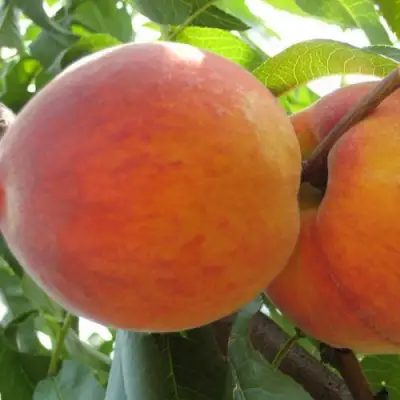 Персик СОЧНЫЙ в Бресте