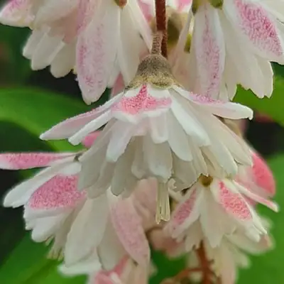 Дейция РОЗЕА ПЛЕНА в Бресте