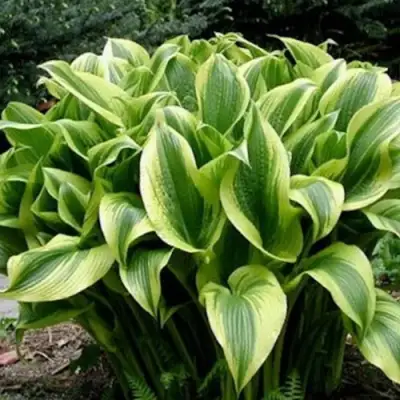 Хоста АУРЕОМАРГИНАТА в Бресте