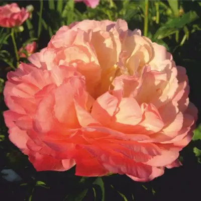 Пион КОРАЛ СУПРИМ травянистый в Бресте